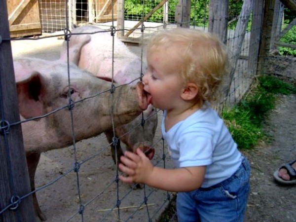 Kid licking swine